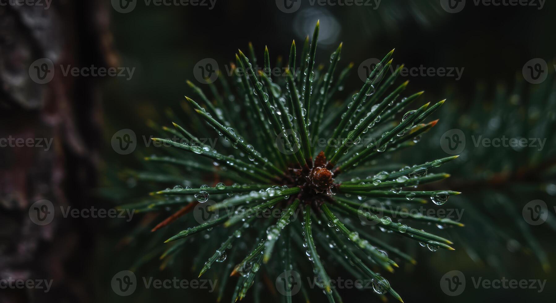 Close up capturing the serene beauty of pine needles with water droplets creating a refreshing natural scene photo