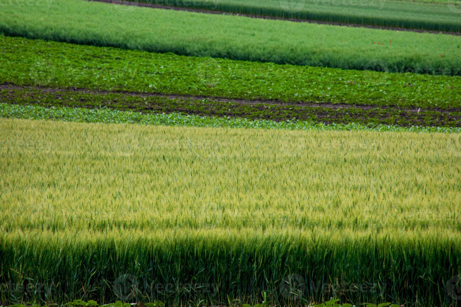 Lush, undulating fields in mesmerizing green hues evoke Beltane celebrations, echoing whispers of agrarian abundance and serenity photo