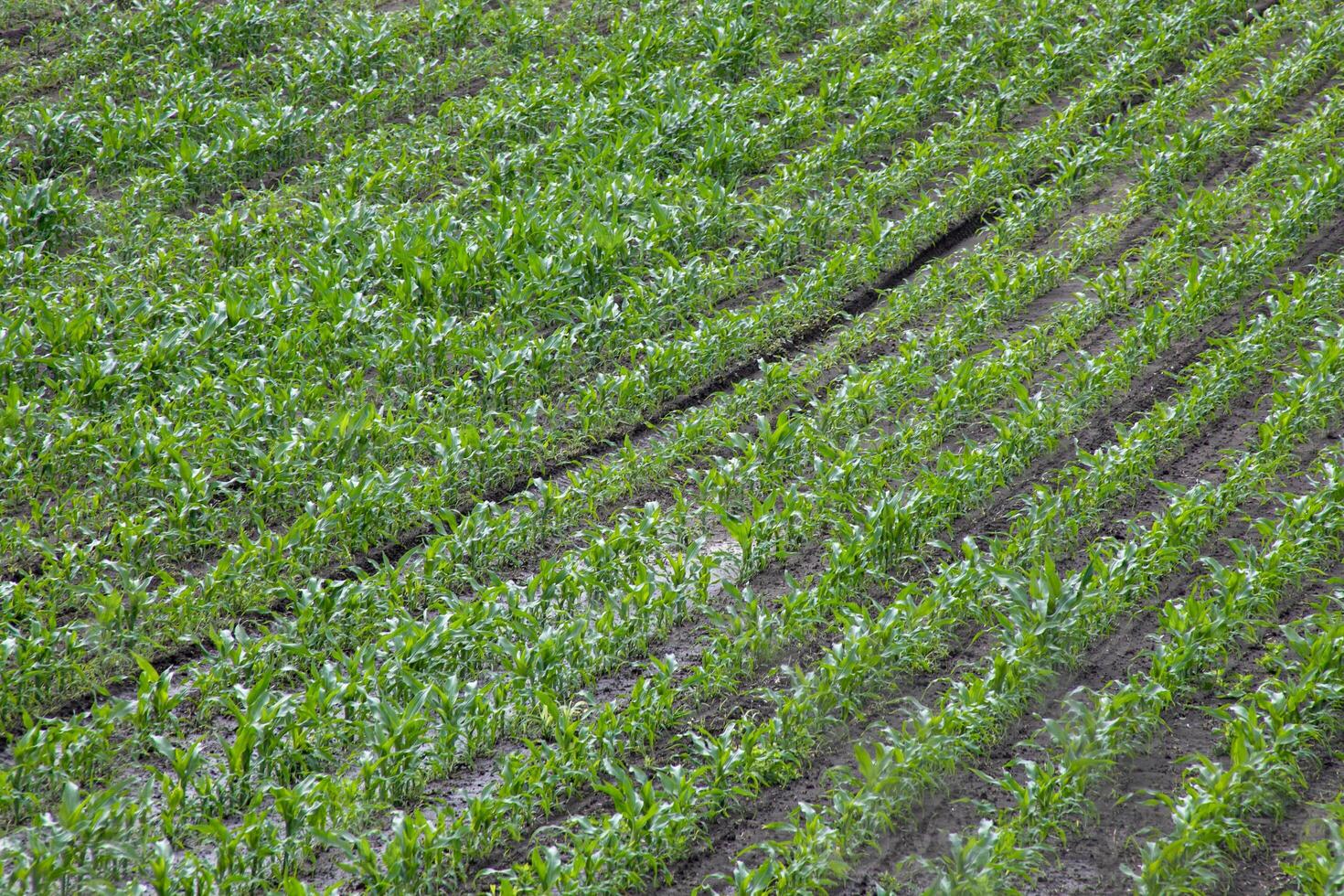 Verdant rows of young corn stretch like melodic staves, whispering tales of Lammas blessings and agrarian dreams photo