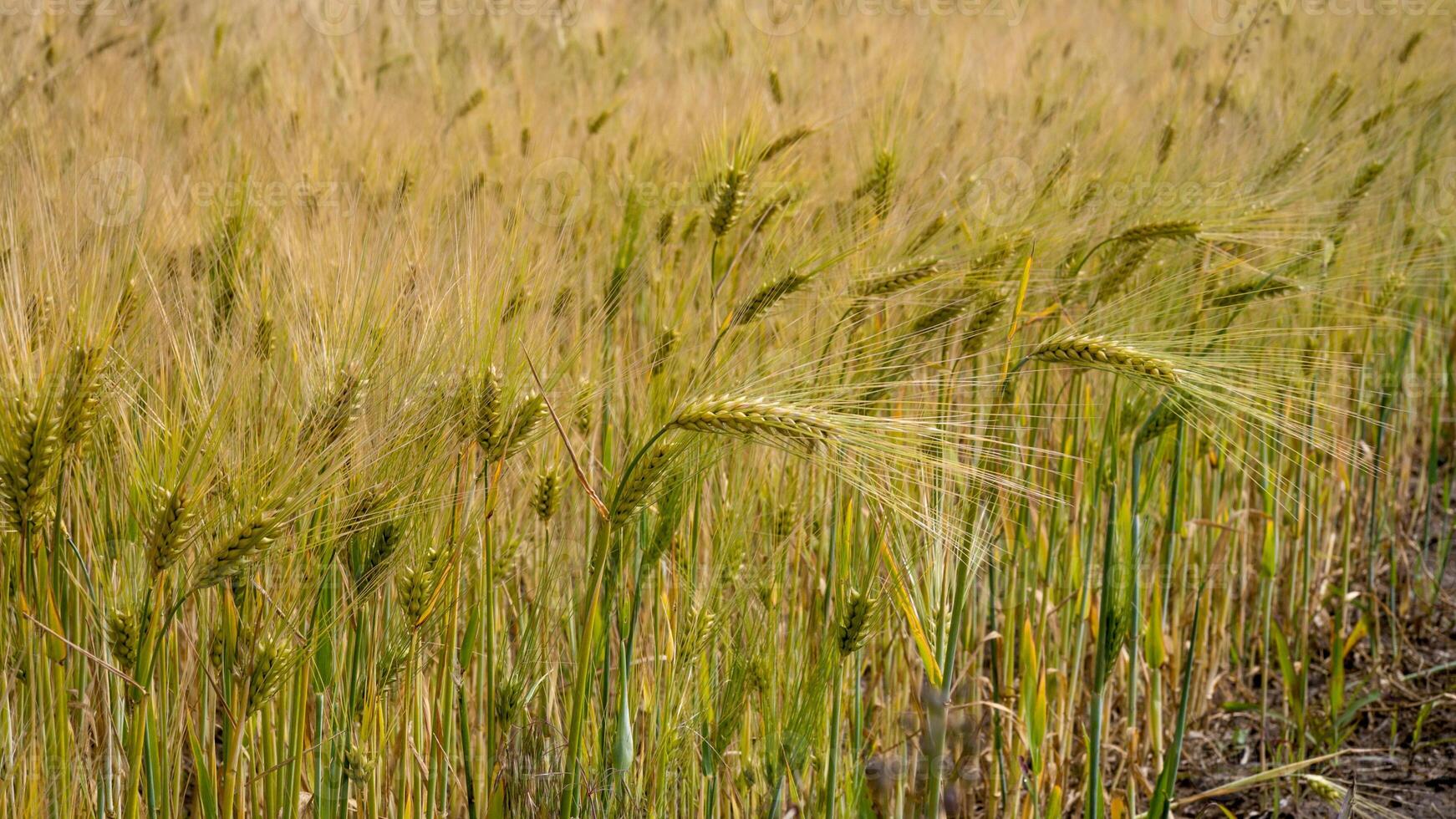 Golden barley sways under a sunlit sky, invoking harvest rituals and ancient Lammas celebrations, earthy whispers of autumn photo