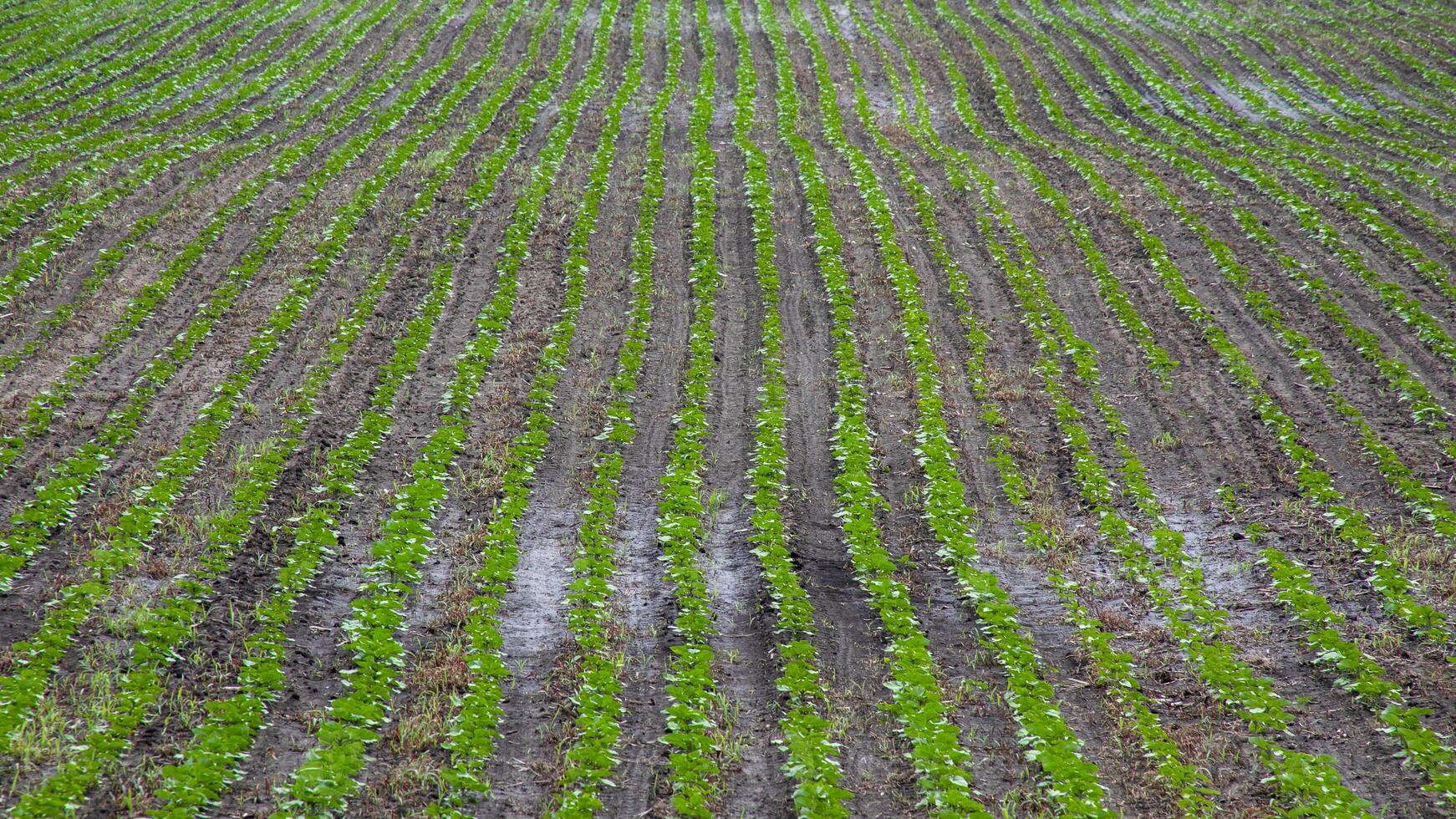 Rows of verdant seedlings stretch like emerald stripes, evoking Earth Day harmony and the quiet anticipation of Lammas harvest photo