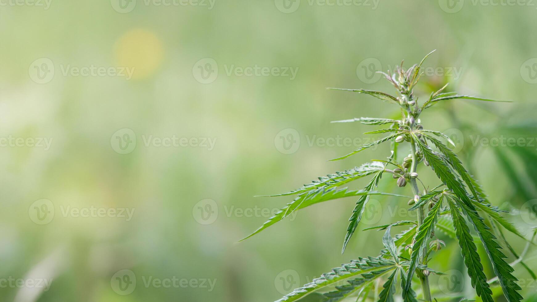 Young hemp plant dances in sunlit meadow, evoking euphoria of 420 celebrations and traditional Sensi weaving rituals photo