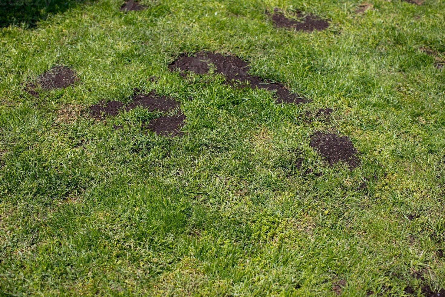 Lush green lawn marred by mysterious dark patches, evoking molehill mischief and garden lore for Earth Day contemplation photo