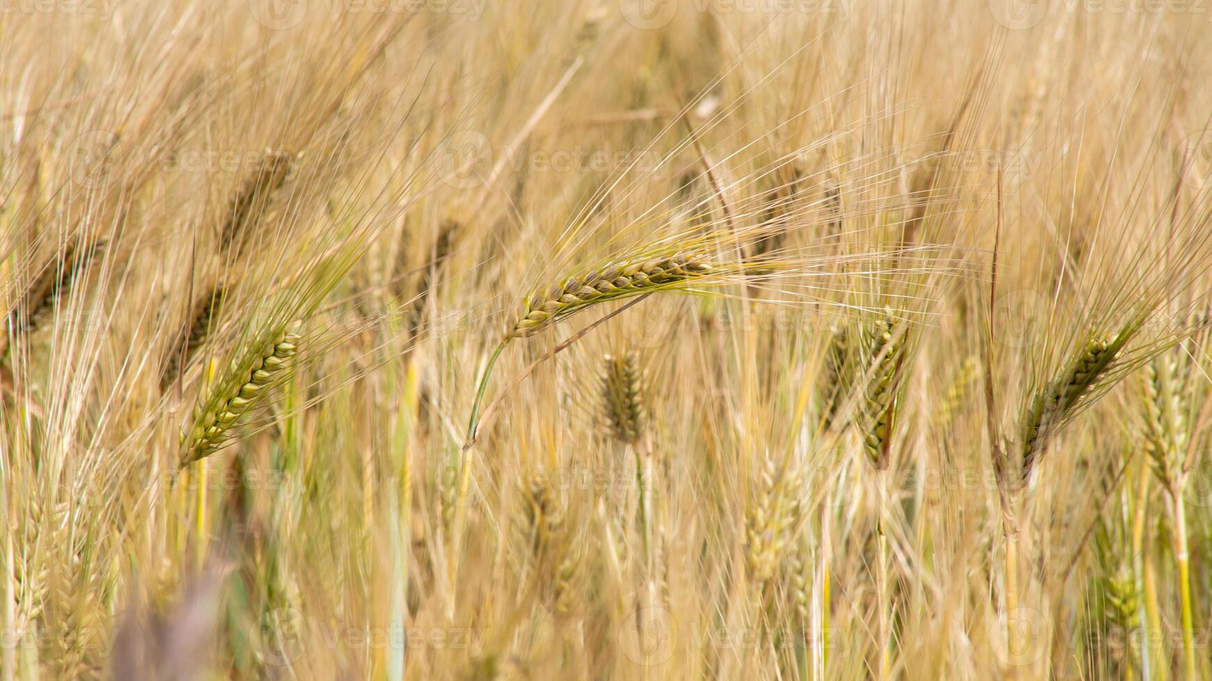 Golden barley sways under a hazy summer sun, invoking Lammas rituals, abundant harvest whispers, and agrarian serenity photo