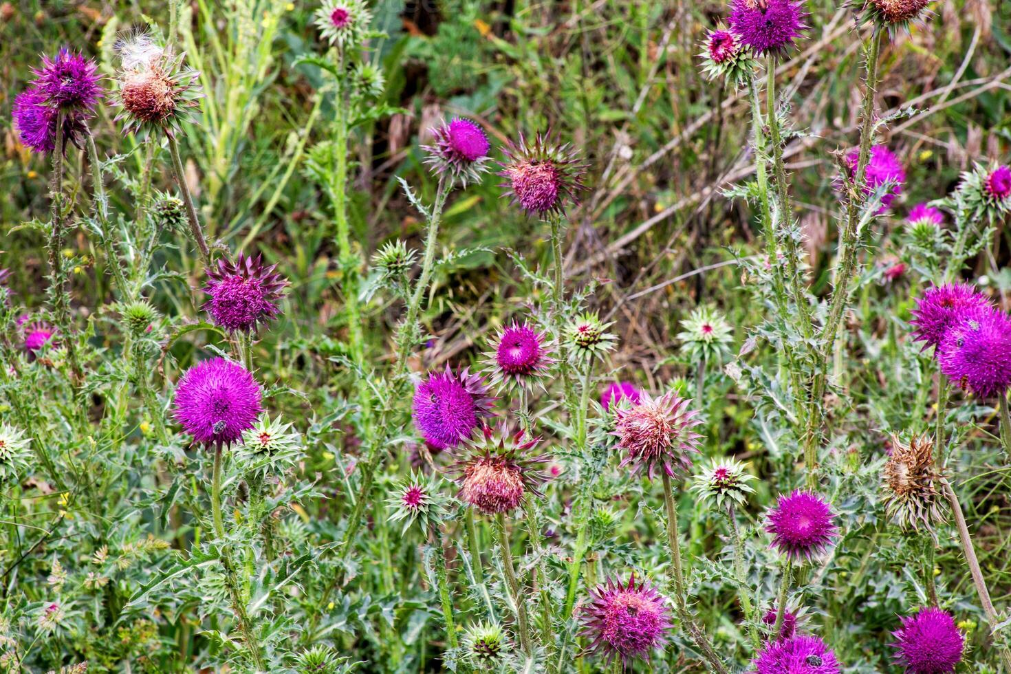Purple thistles dance in wild abandon, evoking Scottish Highlands folklore, Beltane blooms, rugged charm, and natures untamed beauty photo