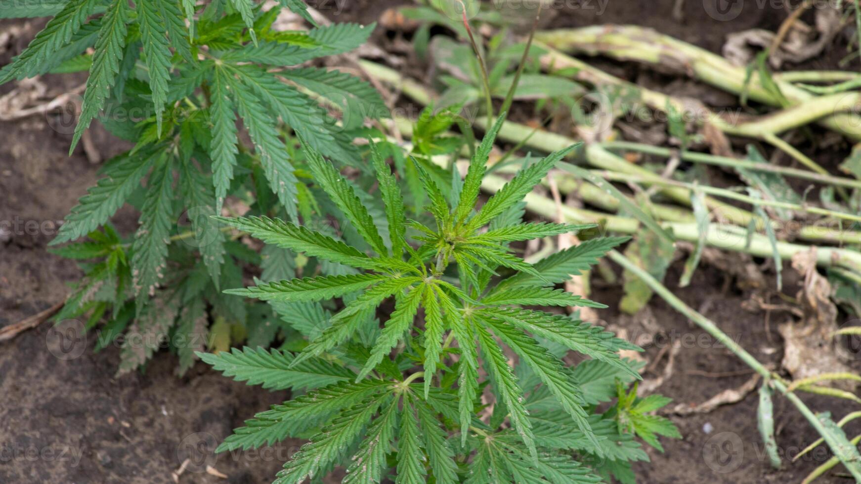 Lush cannabis plant unfurls vibrant emerald leaves, symbolizing renewal during the Green Friday and Hemp History Week celebrations photo