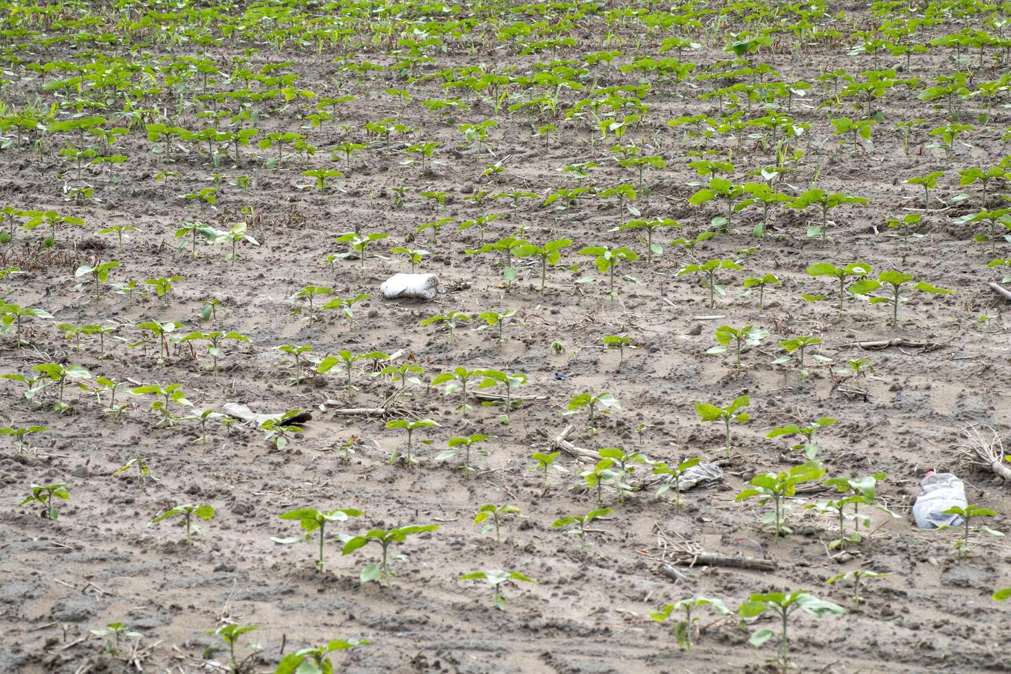 Emerging sunflower sprouts in textured soil, whispers of Earths renewal, connected to World Environment Day and Lammas harvest celebrating growth photo
