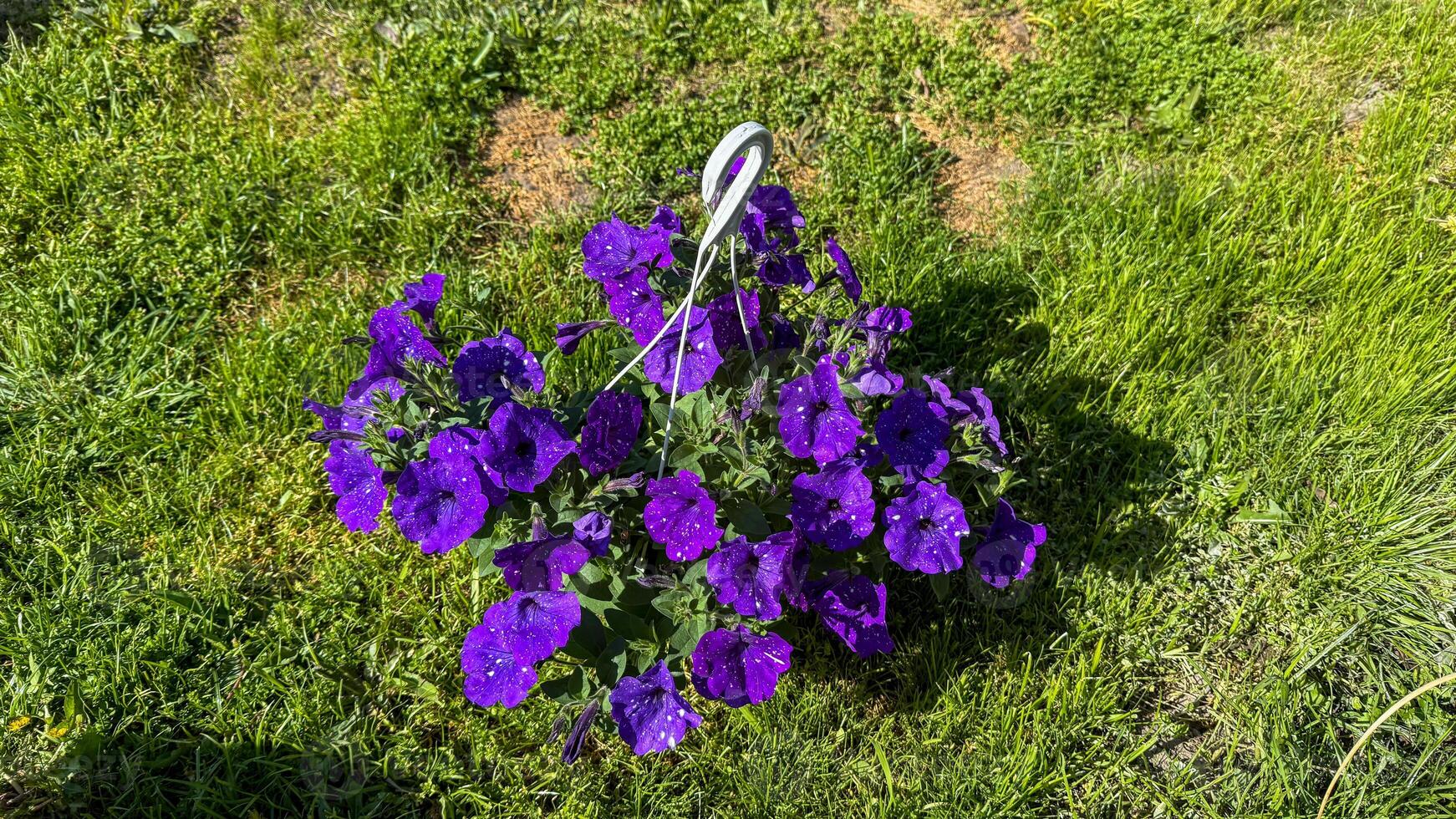Vibrant violets bask in sunlight, evoking Beltane festivities and the enchanting folklore of fairy ring portals beneath lush greenery photo
