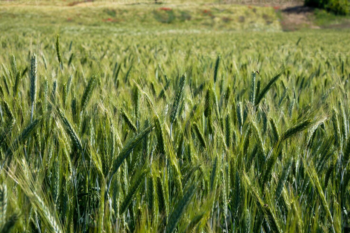 Endless emerald barley waves dance whimsically, whispering secrets of Lammas harvests and Earth Days verdant promise photo