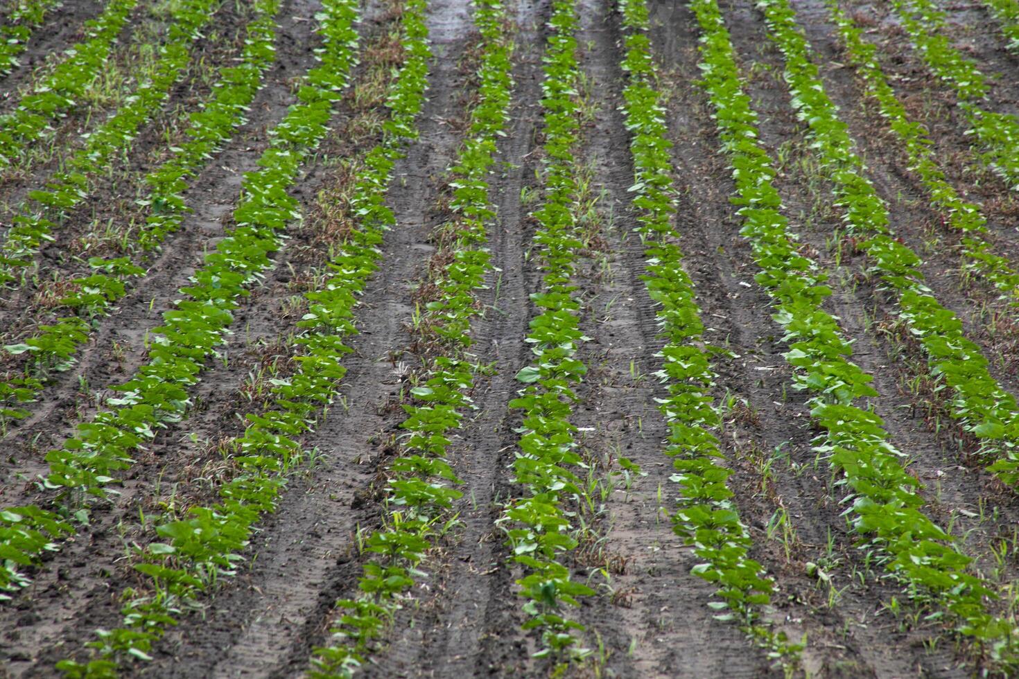 Rows of verdant seedlings in tranquil symmetry, Earth Day tribute, permaculture principles, nurturing spring renaissance, soil embrace photo