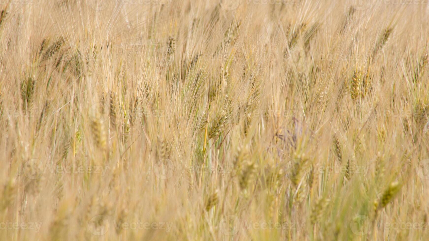 Golden barley whispers secrets of ancient harvest festivals, Lammas wheat fields, sunlit waves, and midsummer soliloquies photo