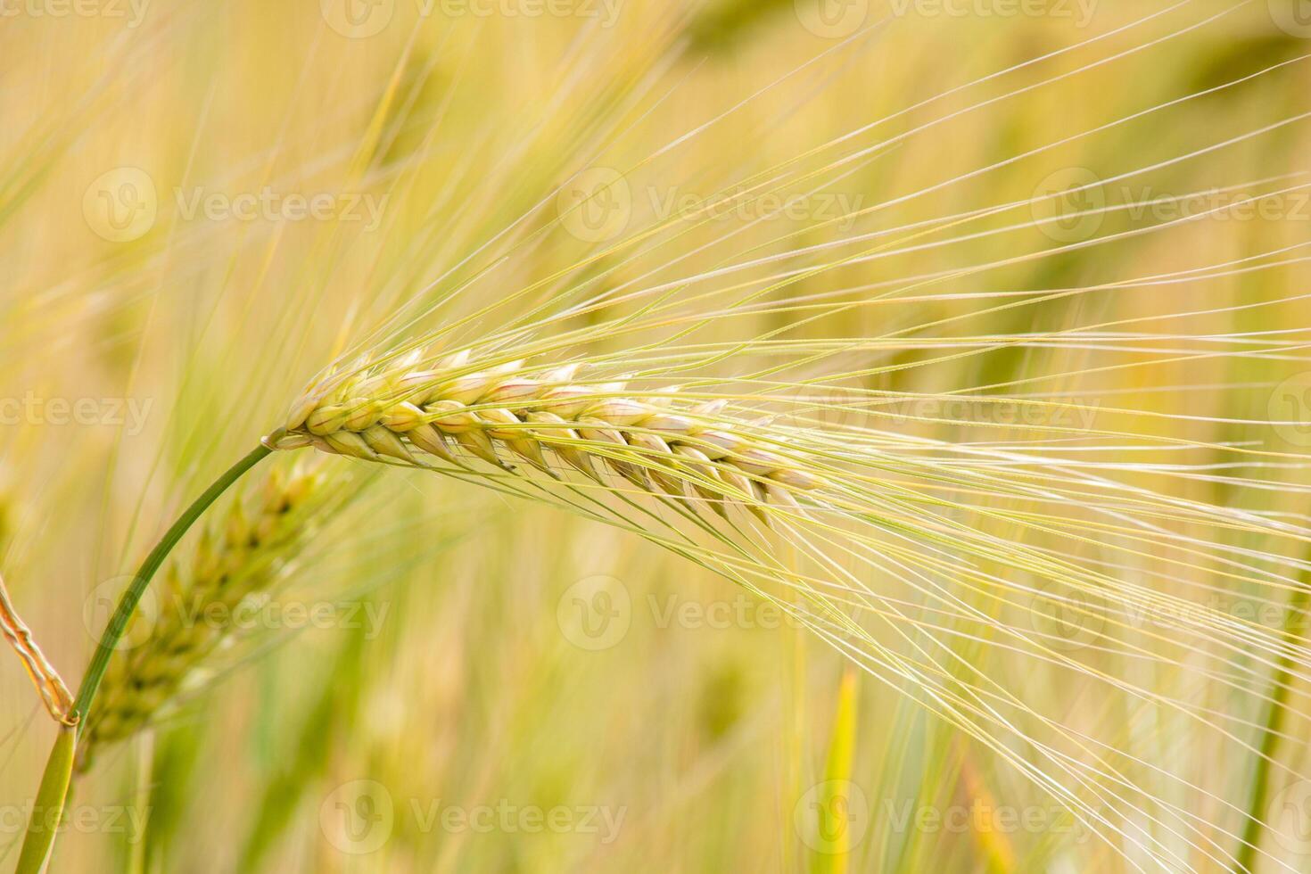 Golden barley sways in the whispering summer breeze, evoking Lughnasadhs ancient harvest and the essence of Lammas blessings photo