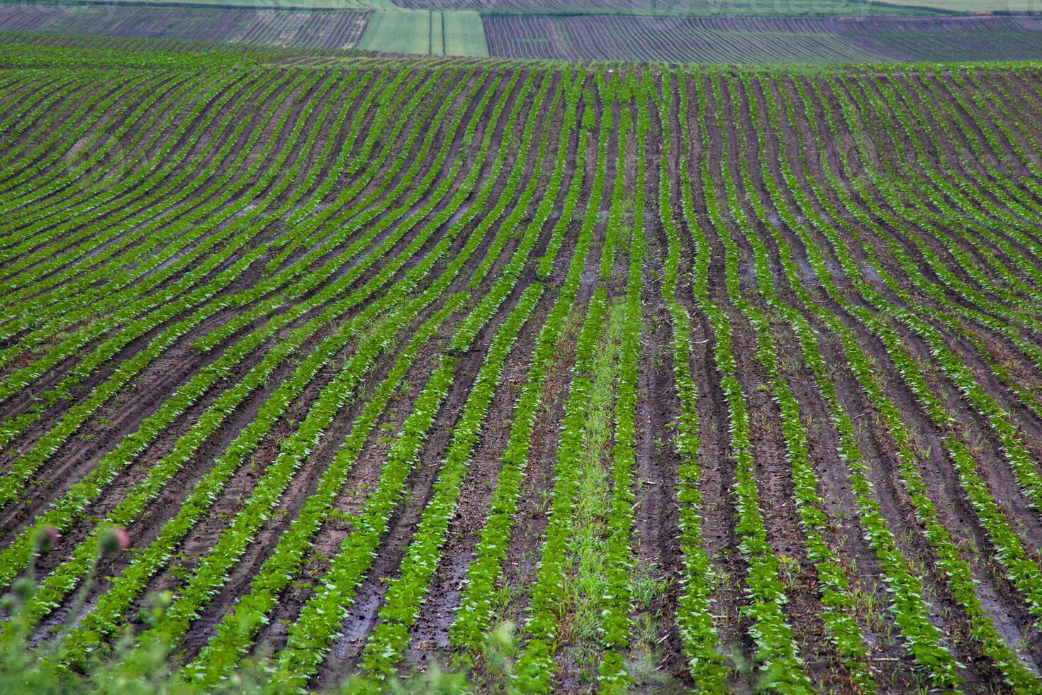 Verdant emerald waves of a sprawling potato field, echoing rural tranquility, perfect for Earth Day celebrations and traditional harvest festivals photo
