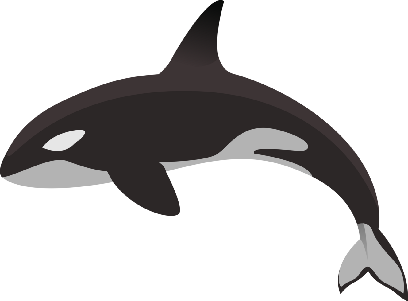 Black whale illustration png