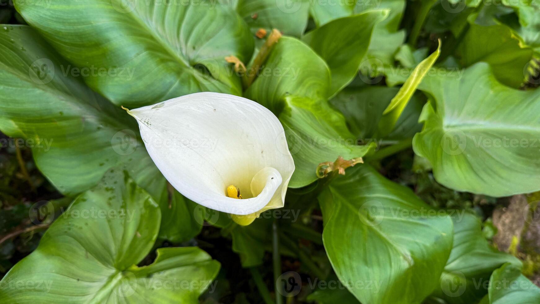 Delicate white calla lily, a symbol of rebirth and purity, whispers secrets of spring equinox and Beltane magic photo