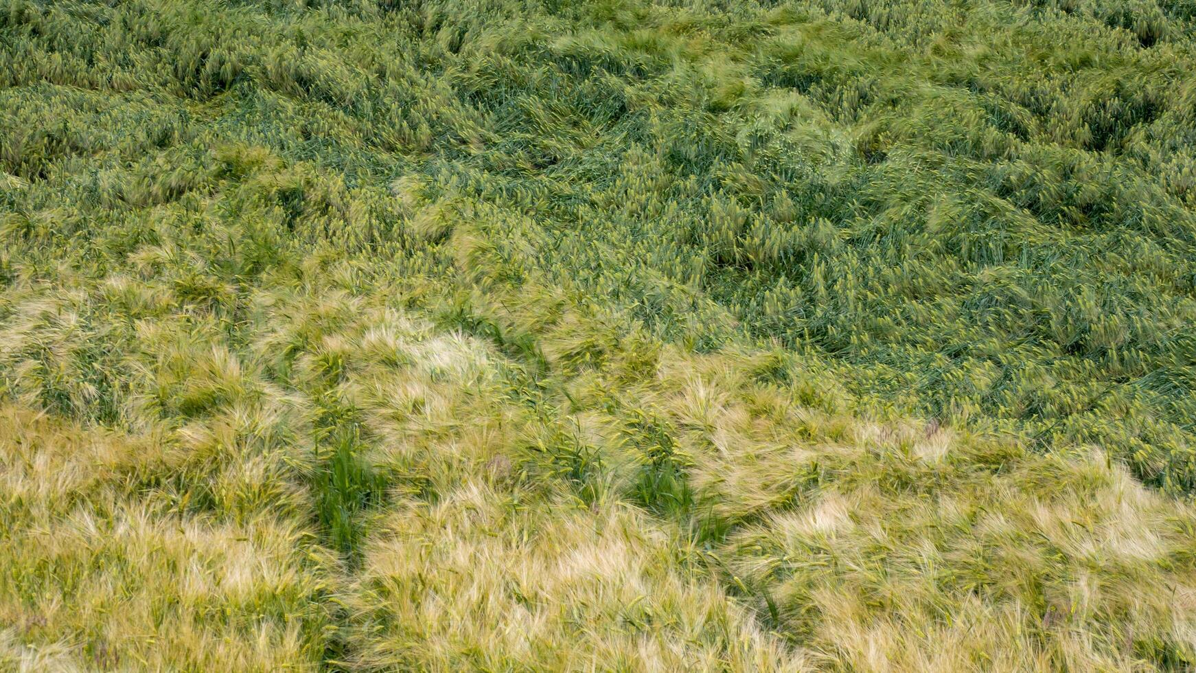 Whispering fields of lush barley sway like ocean waves, evoking Lughnasadh harvest, earths verdant dance, and Celtic myth photo