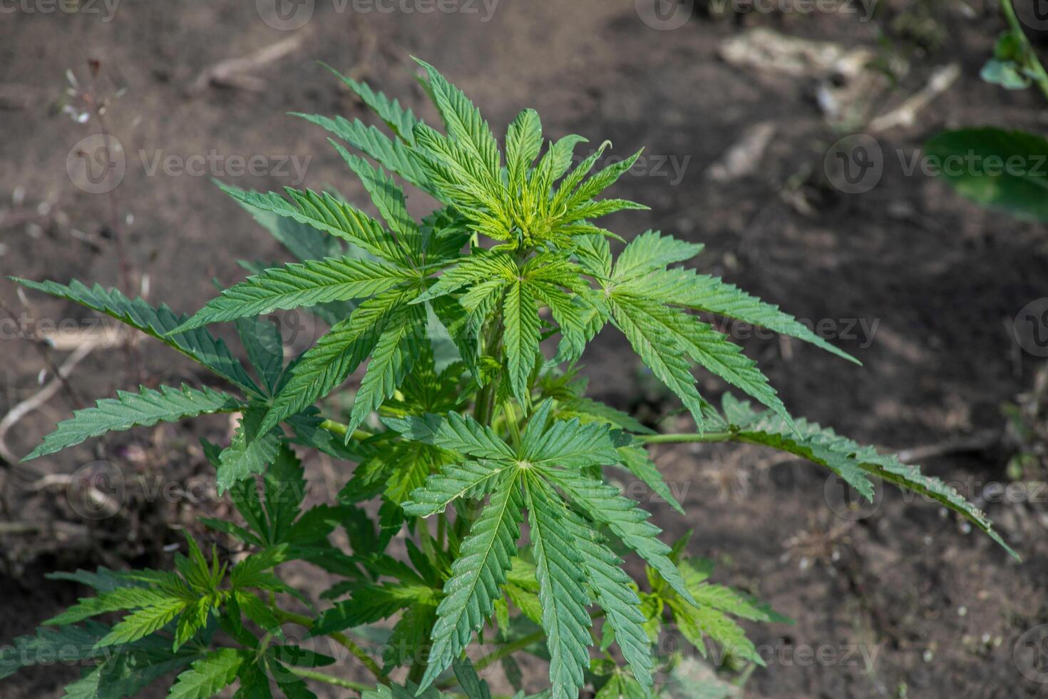 Emerald cannabis leaves flourish in earthy embrace, whispering tales of herbal medicine and 420 celebrations beneath solar whispers photo