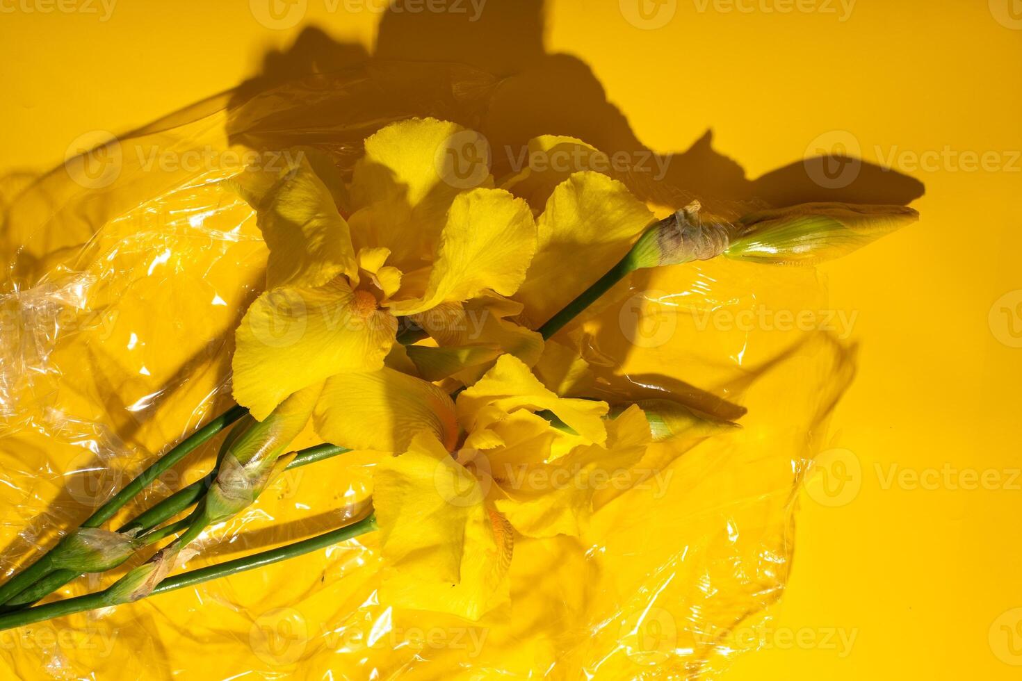 Yellow iris wrapped in crinkling cellophane, sunlit joy, botanical mysteries, symbolic of Nowruz and Persephones return photo