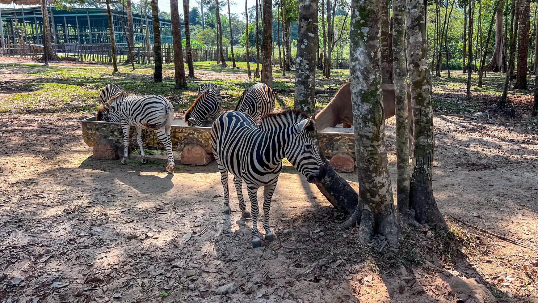 A group of zebras gather in a shaded woodland area of a zoo, illustrating wildlife conservation efforts photo