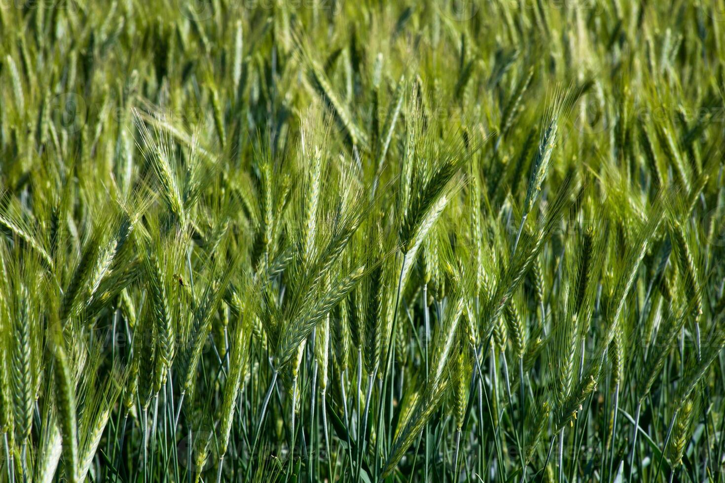 Lush barley dances under zephyr whispers, invoking Lammas harvest, agrarian dreams, and verdant renewals green tapestry symphony photo