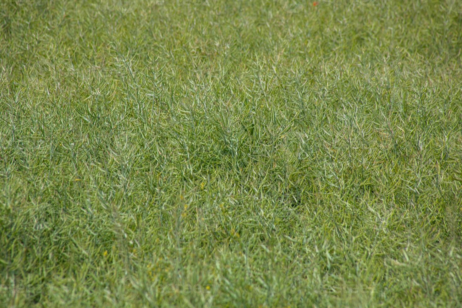 Verdant tapestry of dew kissed grass whispers secrets of Beltane celebrations, invoking Earth Days lush, green renewal magic photo