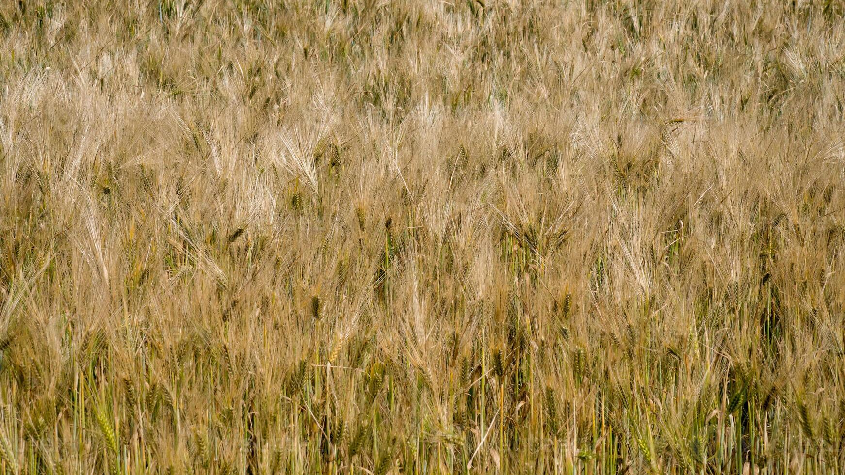 Golden barley whispers secrets of Lammas harvest, embracing agrarian rhythms and ancient Celtic autumnal celebrations photo