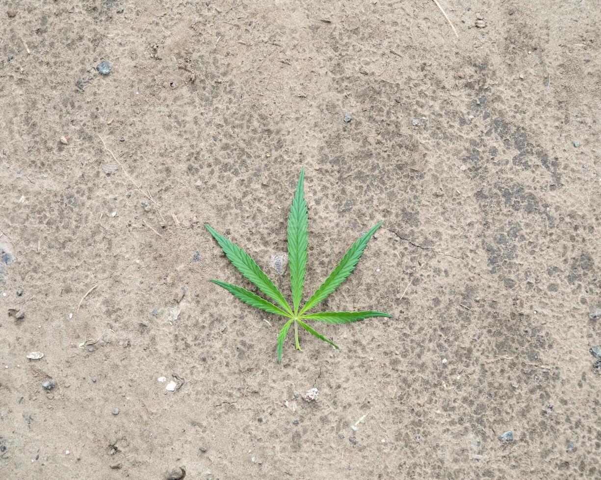 A lone green cannabis leaf lies on dusty earth, evoking Earth Day serenity and folklore of transformation photo