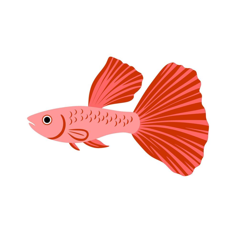 A bright coral-red guppy with radiant tail fins. Perfect for aquatic-themed visuals, decorative collections, and modern tropical illustration designs. vector