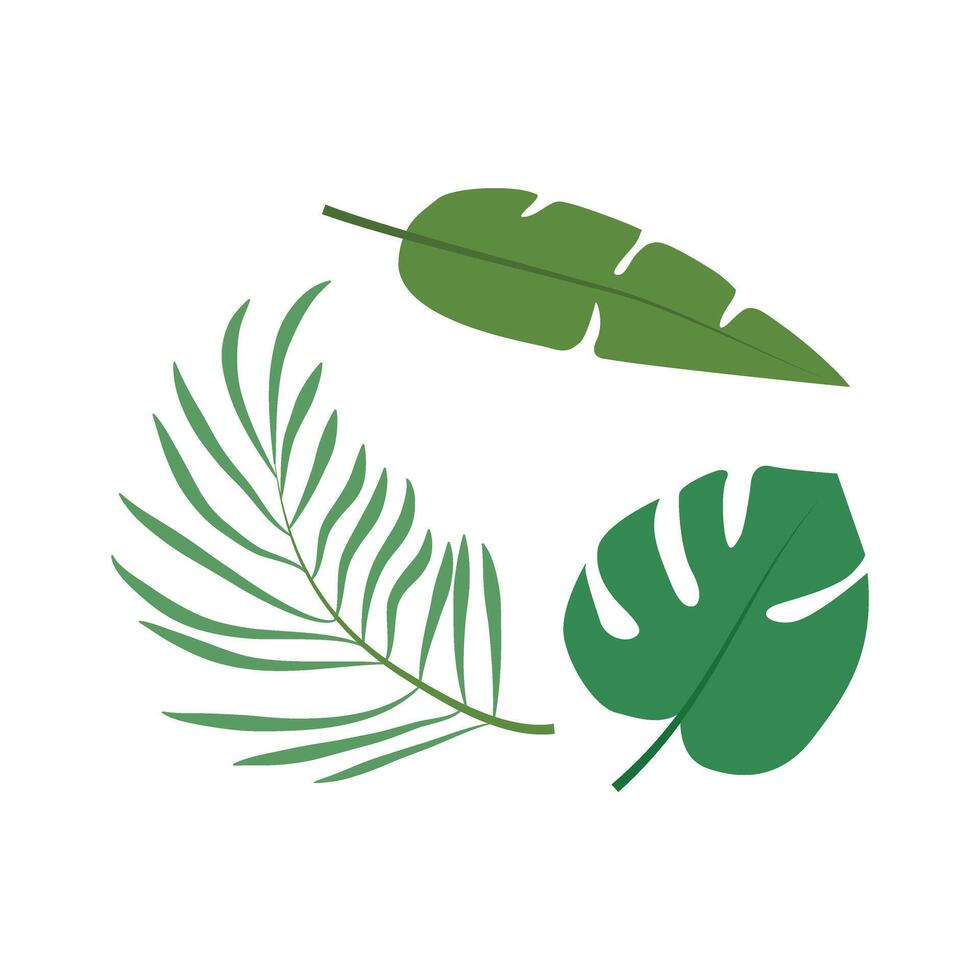 Tropical leaves isolated on white background. Palm leaf, banana leaf. vector