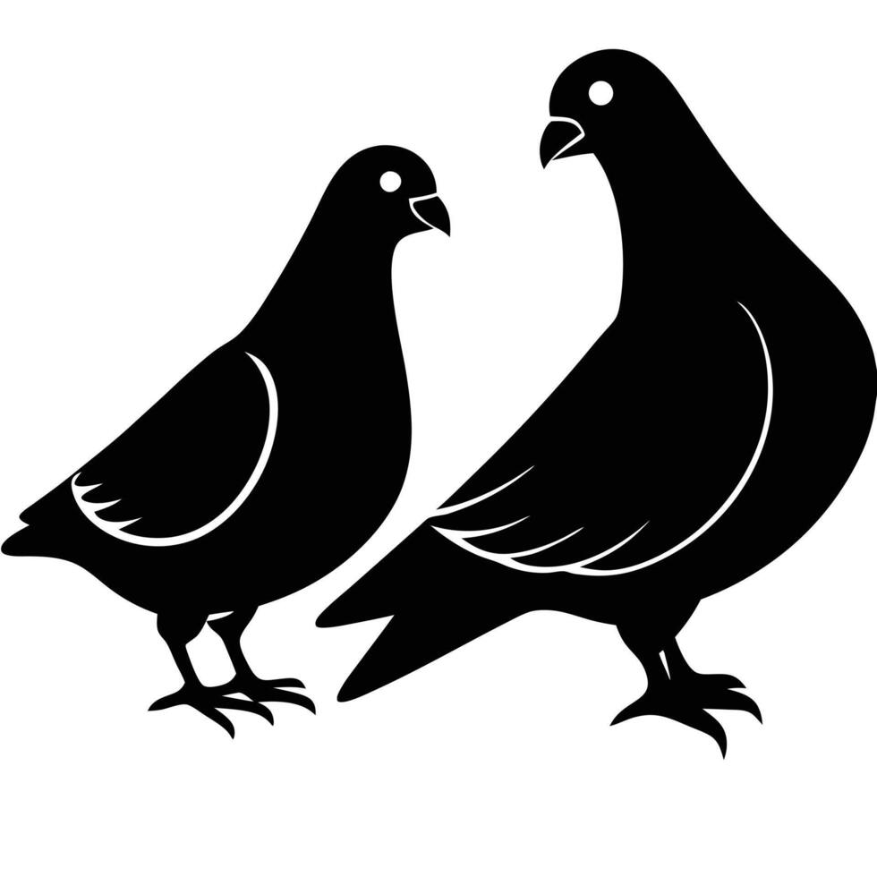 Two black pigeons interacting on white background dove bird vector