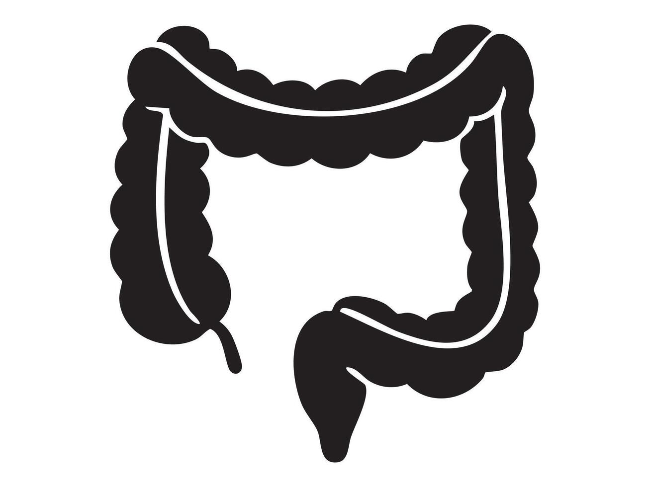 Black silhouette of large intestine, isolated on white background, graphic illustration. concept of human anatomy, digestive system, medical study, healthcare, educational diagram vector