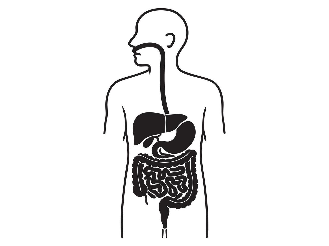 Black silhouette of human digestive system, graphic illustration of internal organs, isolated on white background. concept of biology, anatomy, medical study, health education vector