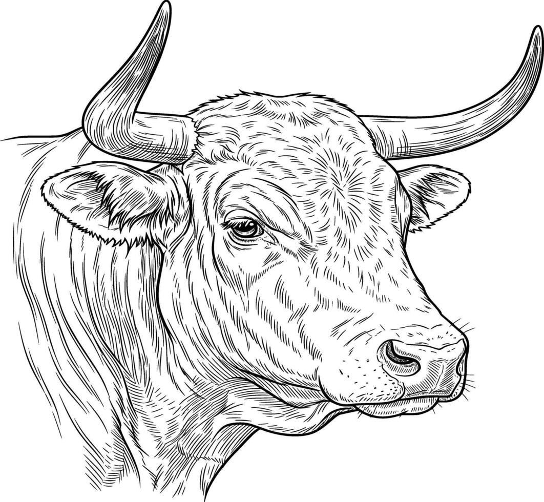 cow face image line art style white background vector