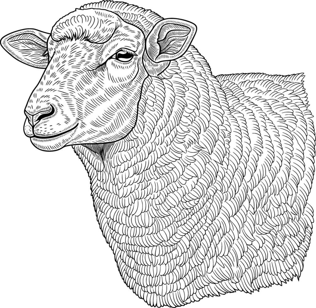 line art drawing of a fat female white background detail sheep vector