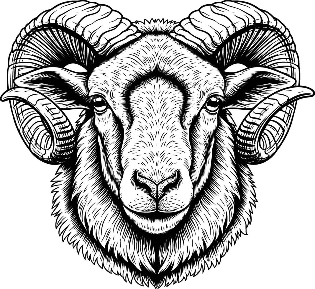 line art drawing of sheep detail white background horned zoom face vector