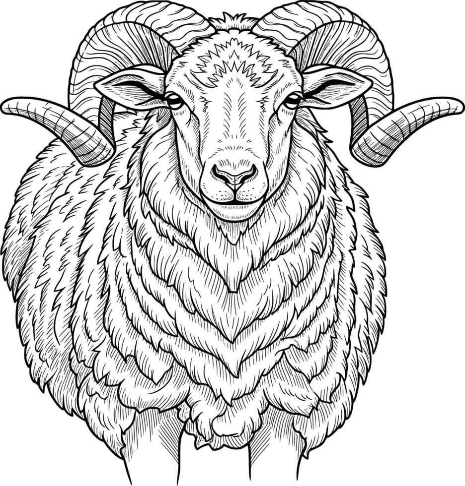 line art drawing of a sheep detail white background with horns vector
