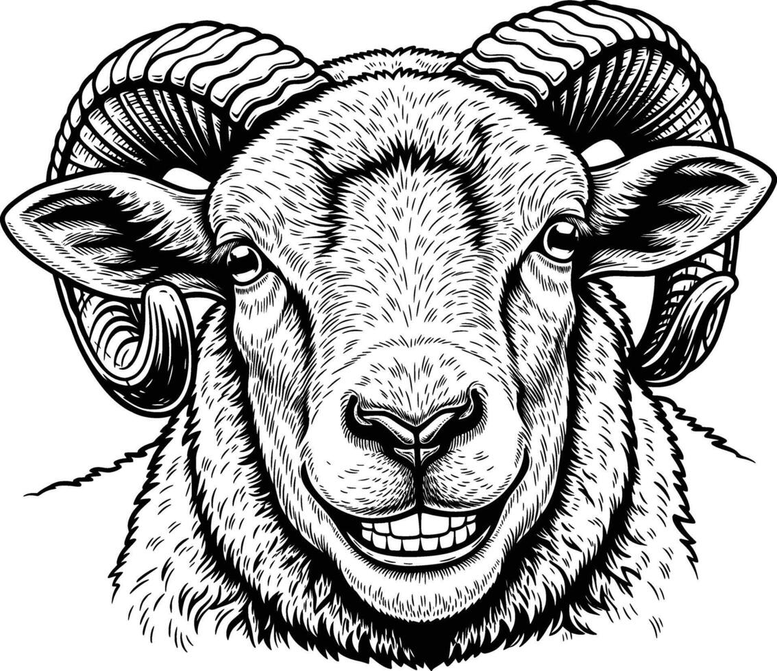 line art drawing of sheep detail white background fat sheep vector