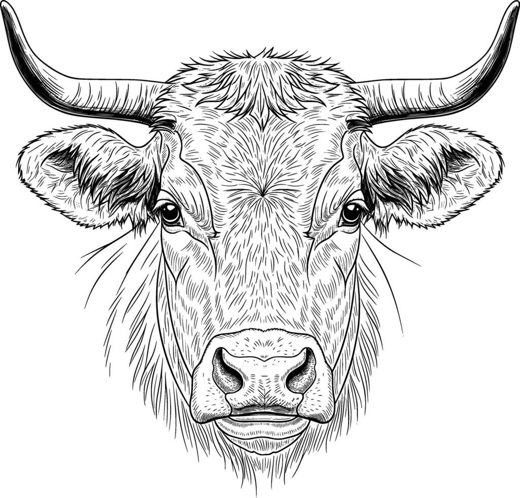 image of a thin-haired bull face facing forward in line art style white background vector