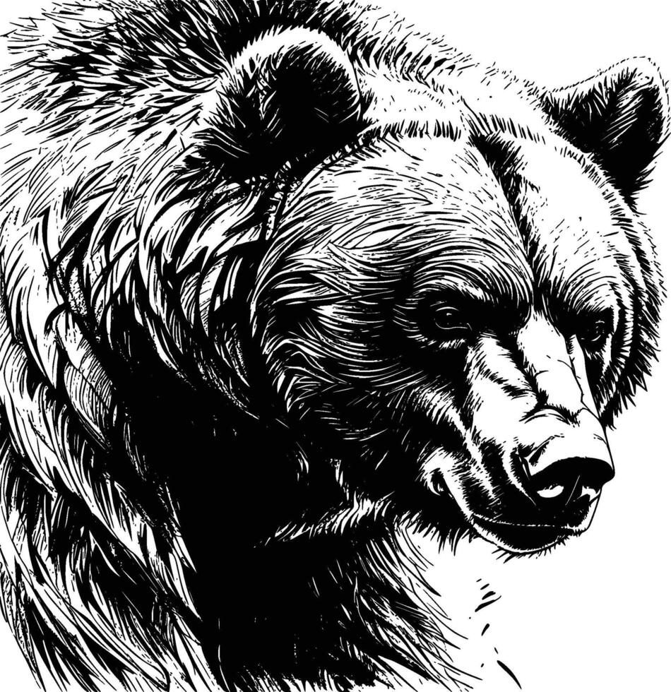 bear on a white background vector