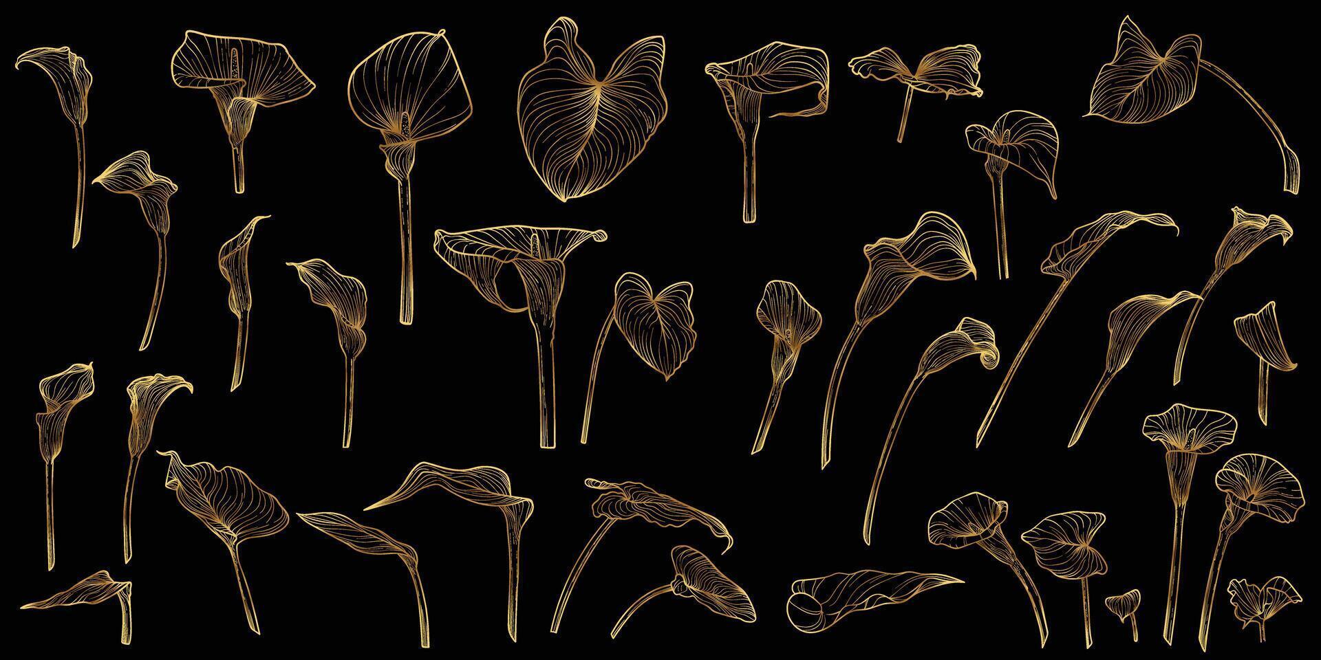 line art of calla with a golden touch. Hand drawn high quality and detailed callas. Elegant summer flowers for print and online. Luxurious flowers for card, invitations, wallpapers vector