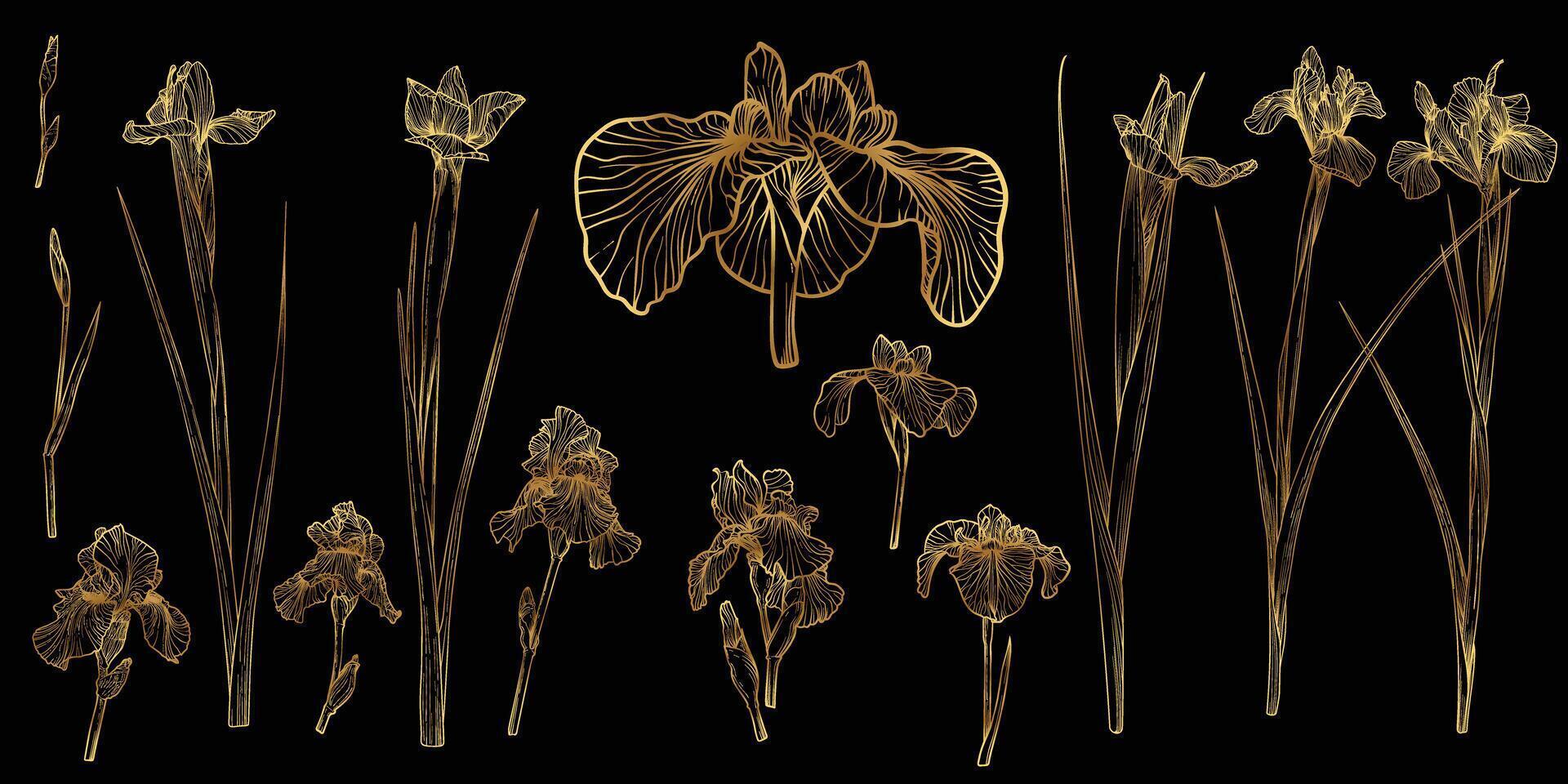 line art of iris with a golden touch. Hand drawn high quality and detailed irises. Elegant summer flowers for print and online. Luxurious flowers for card, invitations, wallpapers vector