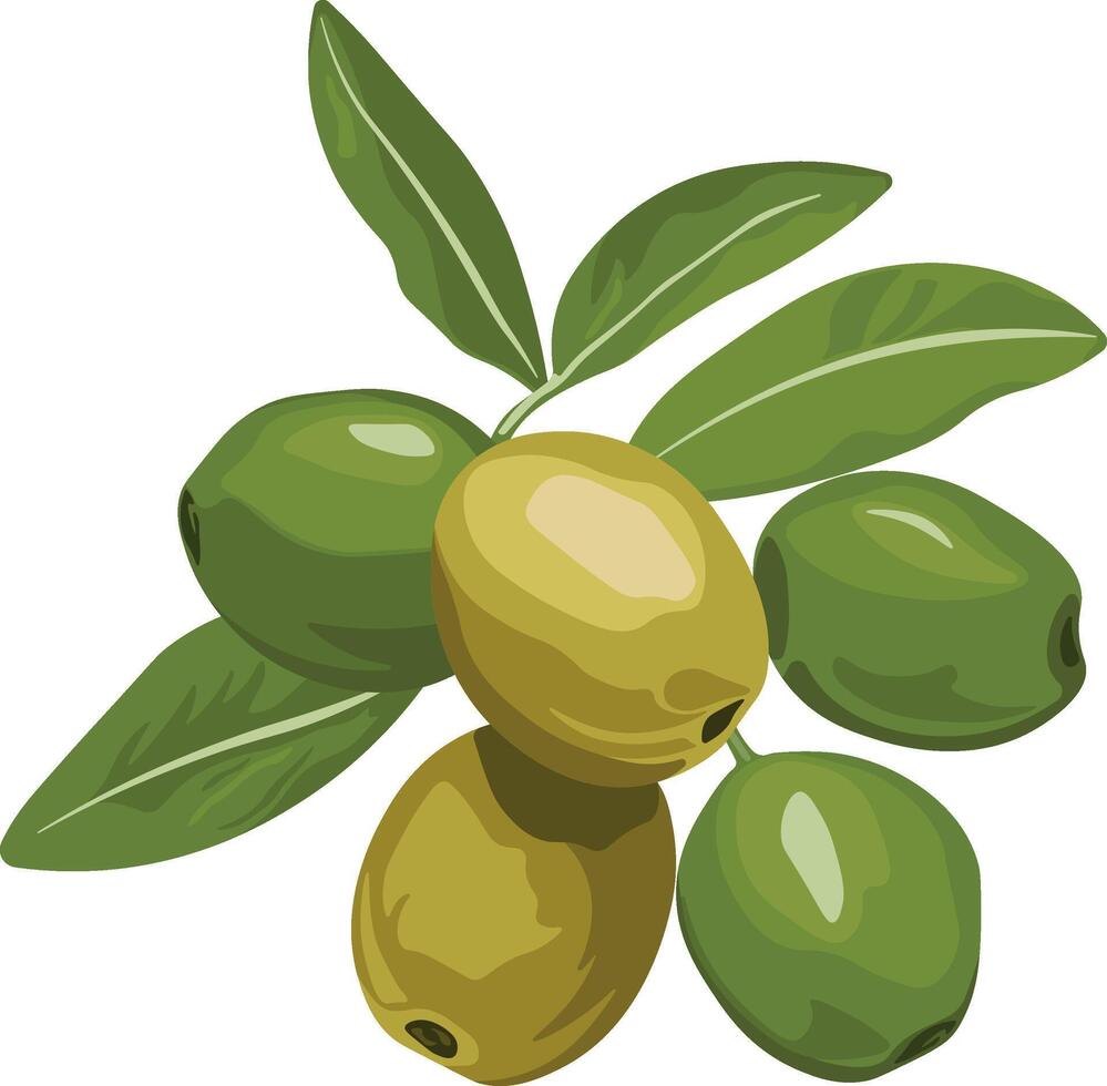 Bright illustration of ripe olives in different colors with green leaves, natural food element, isolated without background vector