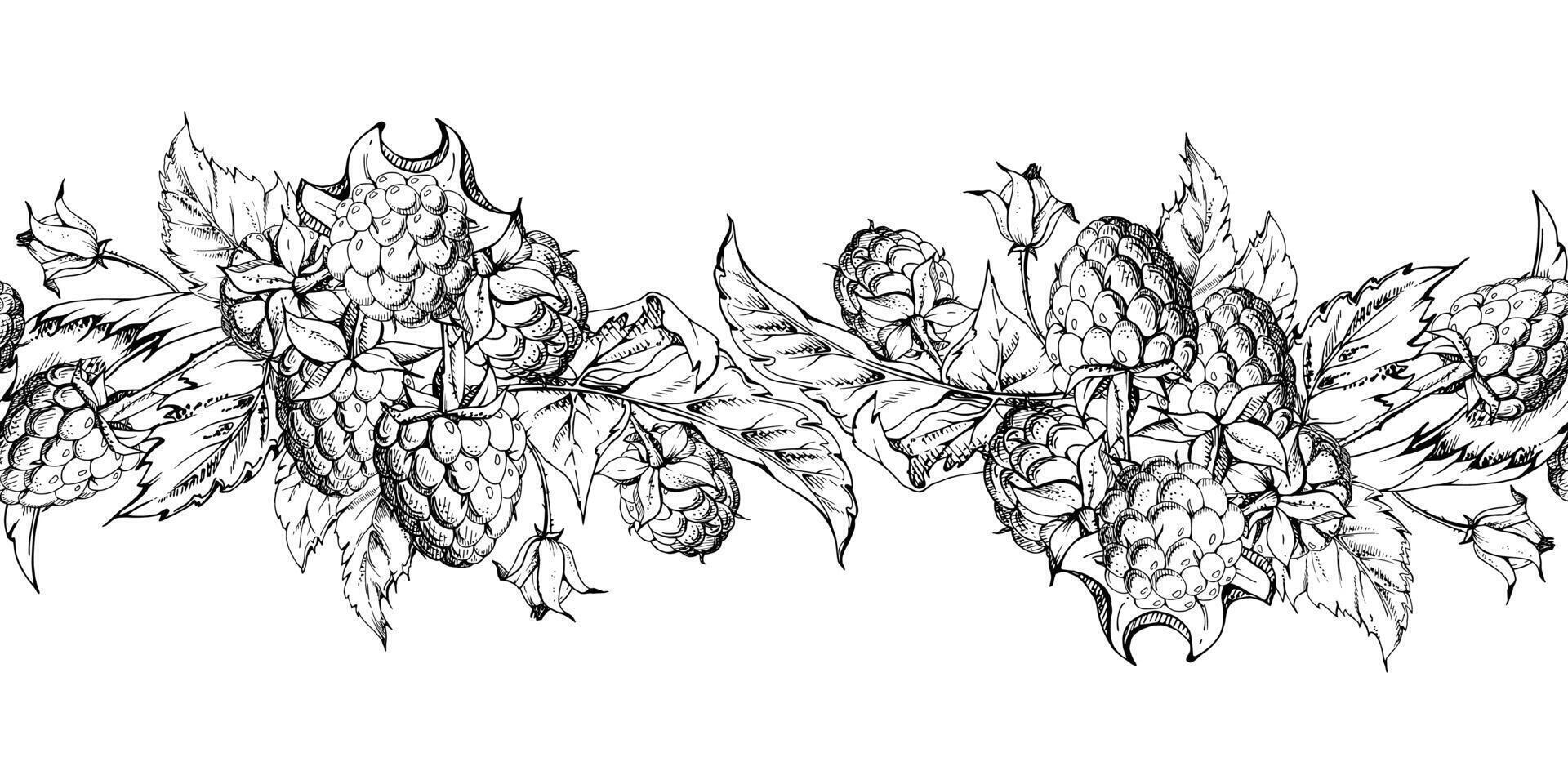 Raspberry berry buds leaves hanging bunch garland ripe garden dewberry cloudberry mulberry loganberry tayberry. Hand drawn in ink. Isolated seamless banner border. Menu, farmers market, florist vector