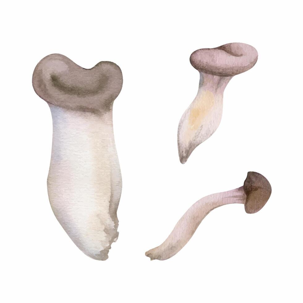 Oyster mushroom fungus pleurotus hiratake shoehorn. Autumn forest harvest, vegan cooking edible raw ingredient. Single element hand drawn in watercolor. Wild food market, cookbook recipe menu cards vector