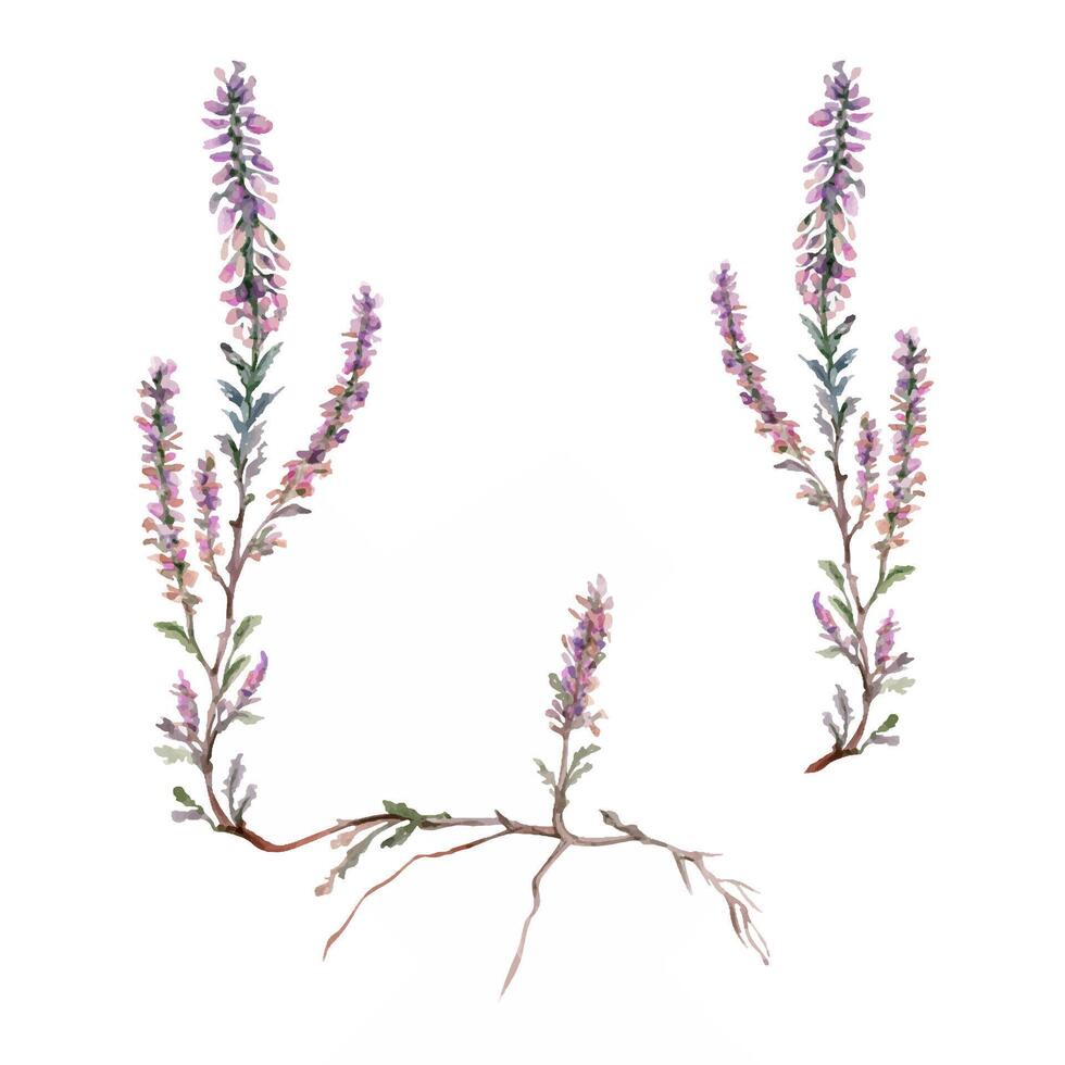 Heather ling erica calluna flower. Heathland moorland evergreen shrub plant, Scotland symbol, dye ale honey ingredient. Single element botanical watercolor hand drawn illustration. Florist jewellery vector