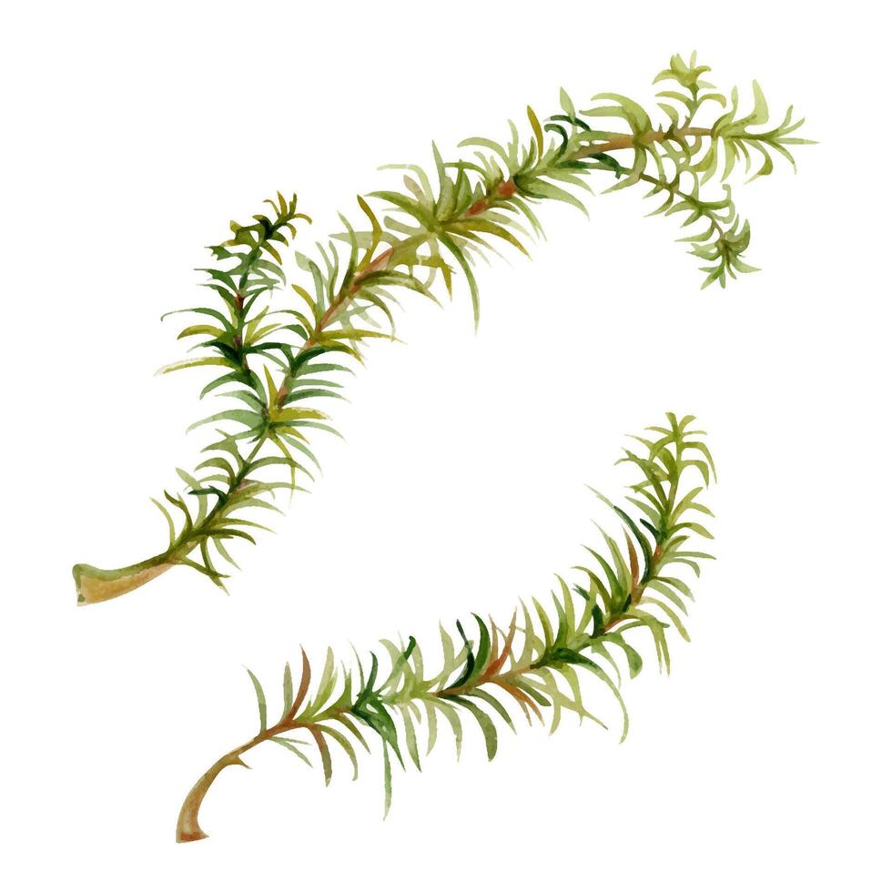 Horsetail clubmoss wild forest plant growing on wetlands marshes, damp shady grounds. Single element botanical illustration hand drawn in watercolor. Eco health brands, field guide identification art vector