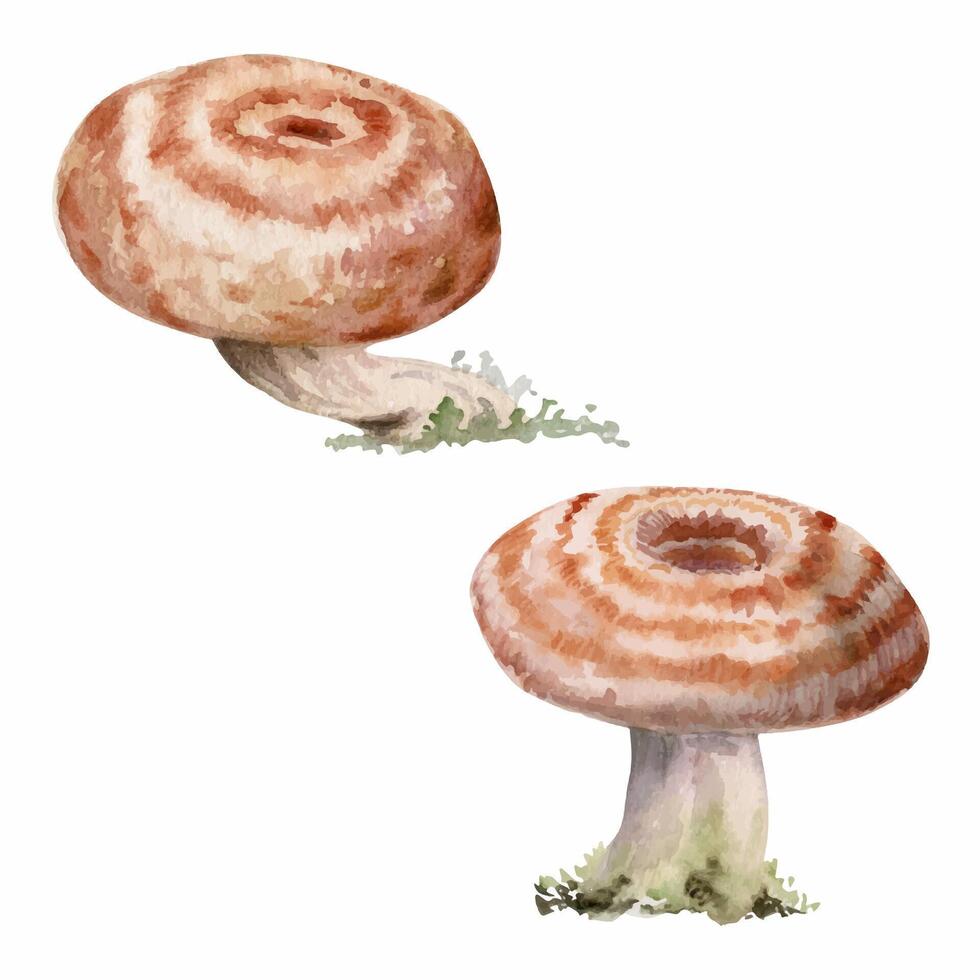 Lactarius milk-cap russula striped mushroom fungus. Autumn harvest, vegan cooking edible raw ingredient. Single element hand drawn in watercolor. Foraging logbooks, gardening notebooks, nature posters vector