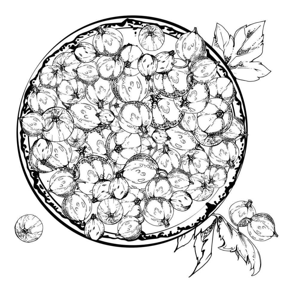 Currant gooseberry leaves on ceramic dish, hand drawn in ink, ripe picked garden berry harvest, casseille jostaberry. Isolated illustration. Food blogs, cookbook, dessert menu, farmers market vector