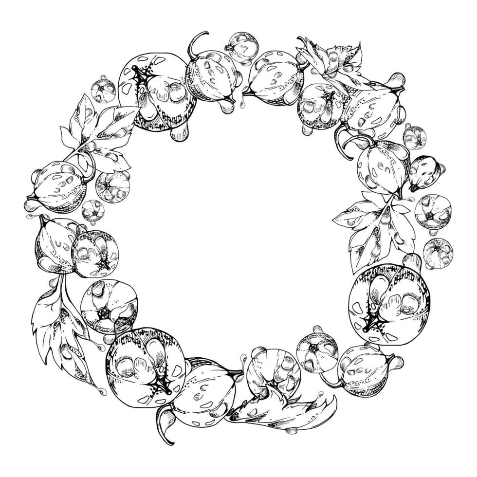 Currant gooseberry with leaves in water dew drops, ripe garden berry juneberry casseille jostaberry hand drawn in ink. Isolated wreath frame crown. Organic food drink, fresh eco grocery store vector