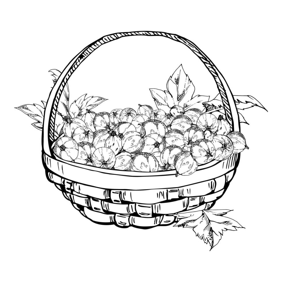 Currant gooseberry leaves in weaved basket, hand drawn in ink, ripe picked garden berry harvest, casseille jostaberry. Isolated illustration. Restaurant menu, cookbook, farmers market grocery vector